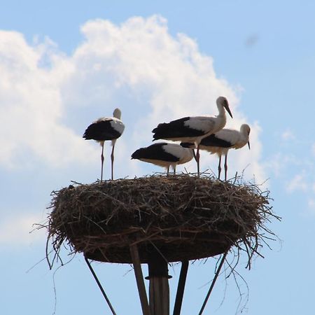 Am Storchennest Appartement Damnatz Buitenkant foto